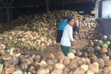 Pedagang kelapa. Sumber: Bali Pos