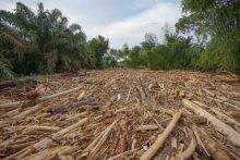 Pasca Viral Kayu Gelondongan Banjir Dilarang Pakai, Pemerintah Izinkan Pemanfaatan Kayu di Sumatera. (X/Foto)
