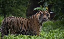 Dikira Sapi, Ternyata Harimau, Pemuda Sungai Apit Nyaris Meregang Nyawa