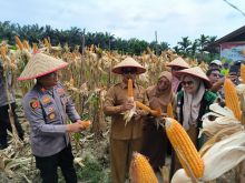 Panen Raya Jagung Polsek Kerinci Kanan, Bukti Nyata Polri Dukung Swasembada Pangan