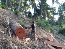 Ilustrasi pembalakan liar. Sumber: Internet