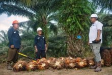 Strategi Inklusif PTPN IV Palmco, 