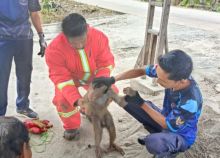 Ditinggal Tuannya dan Menjadi Ganas, Seekor Beruk Berhasil di Evakuasi Damkar Rupat Utara